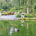 Earl Burns Miller Japanese Garden