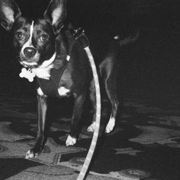 Pet Sitter For Pablo