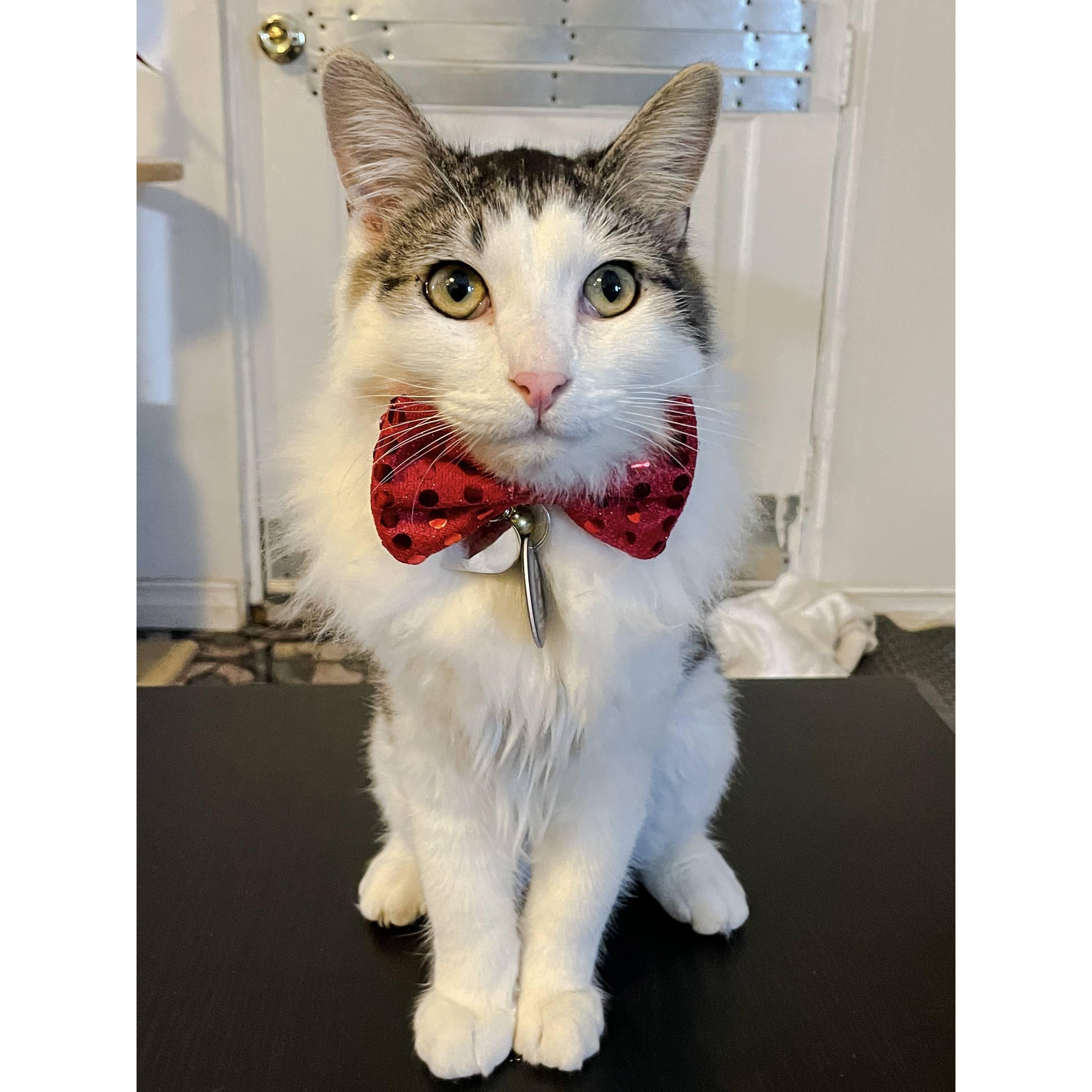 Fur baby Yoshi has a daddy now.
