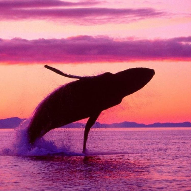 Whale Watching Excursion on our Honeymoon