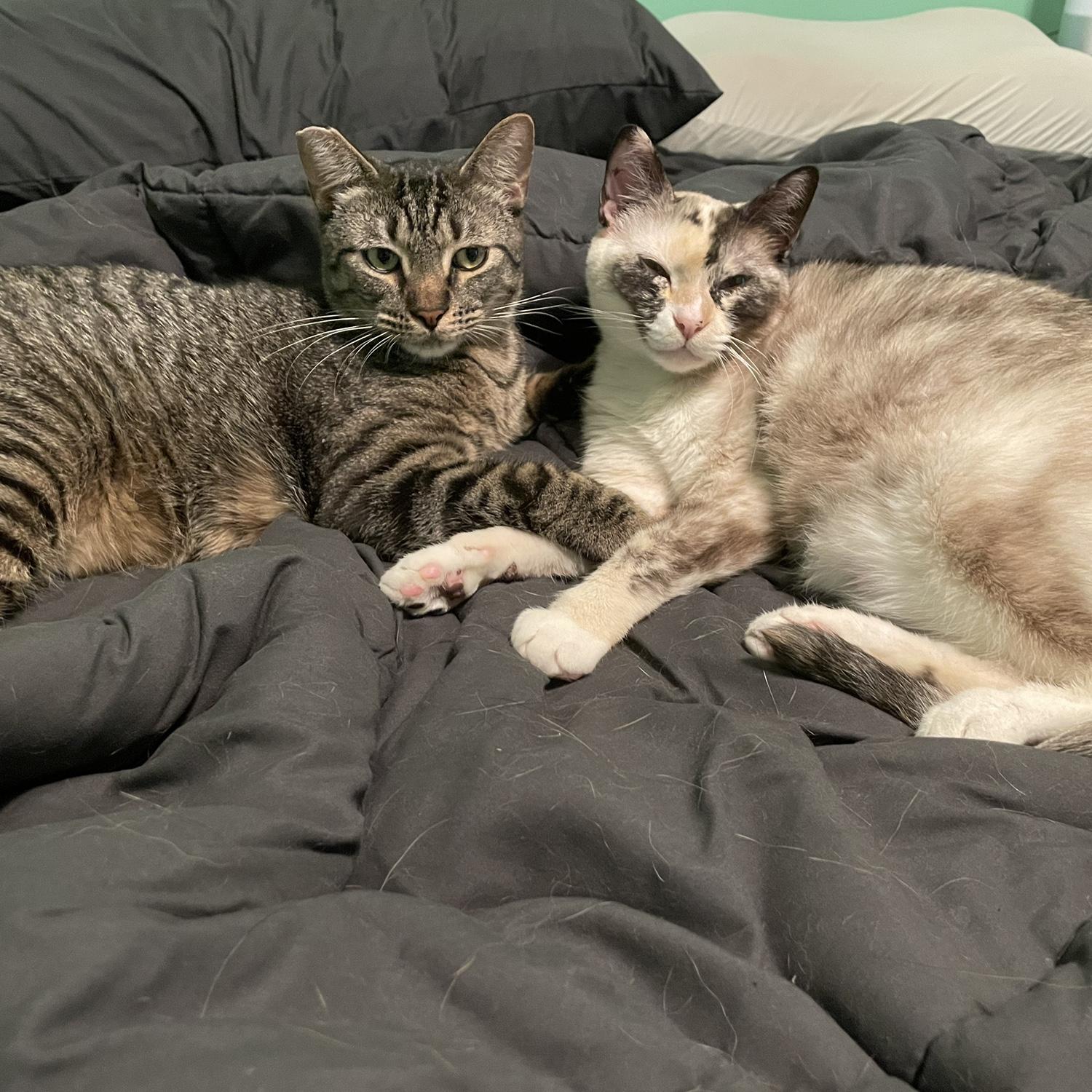 snuggles from Beanie and S'more