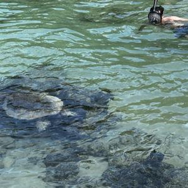 Snorkeling For Two on Honeymoon