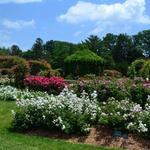 Elizabeth Park Rose Garden