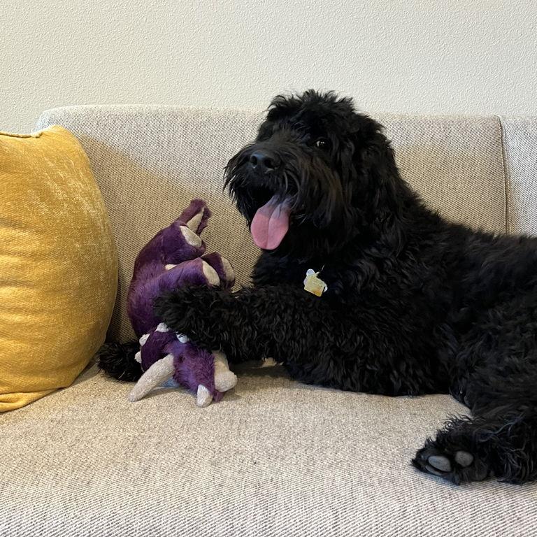 Alex won over Callie and Oslo right away with a toy for Oslo