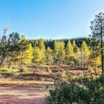 Bearfoot Trailhead