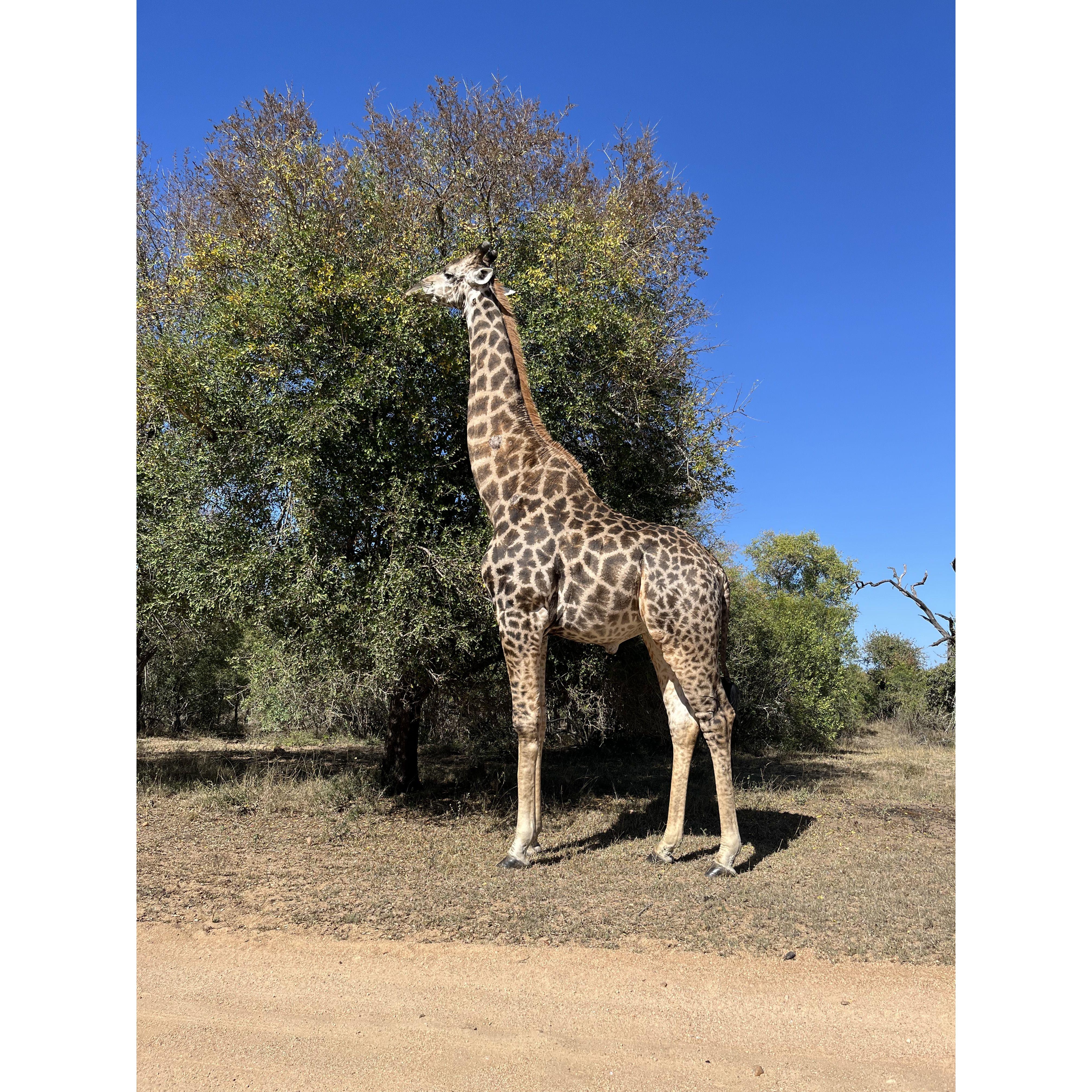 View from car window - Kruger National Park, May 2024