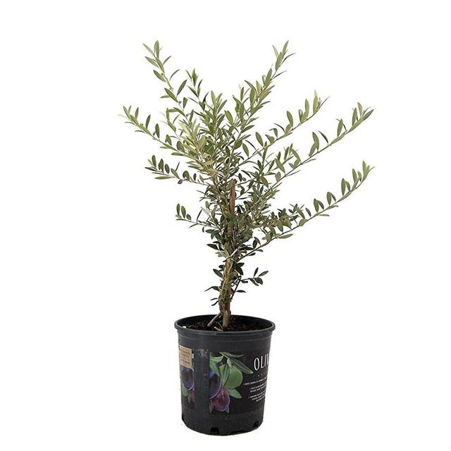 AMERICAN PLANT EXCHANGE Arbequina Indoor Outoor Live Plant, 6" Pot 18-20" Tall, Green & Red Edible Fruit