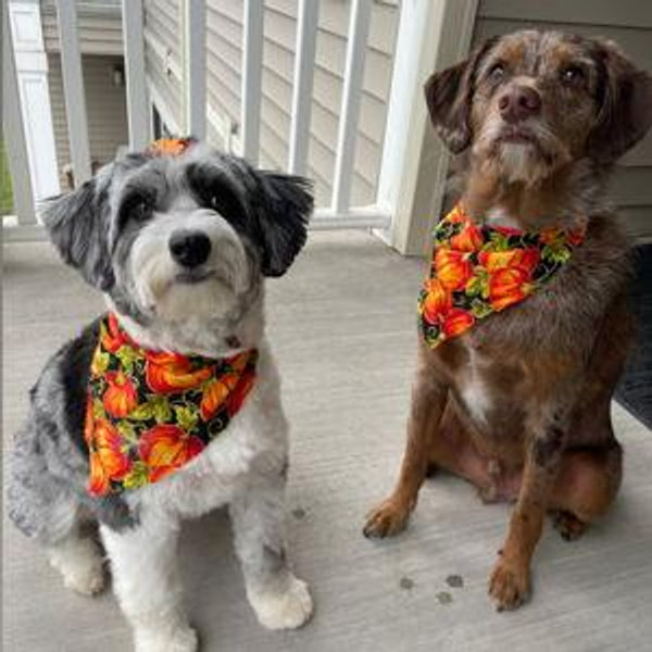 Pet Care For Our Honeymoon