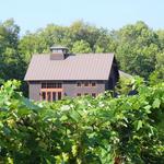Shelburne Vineyard