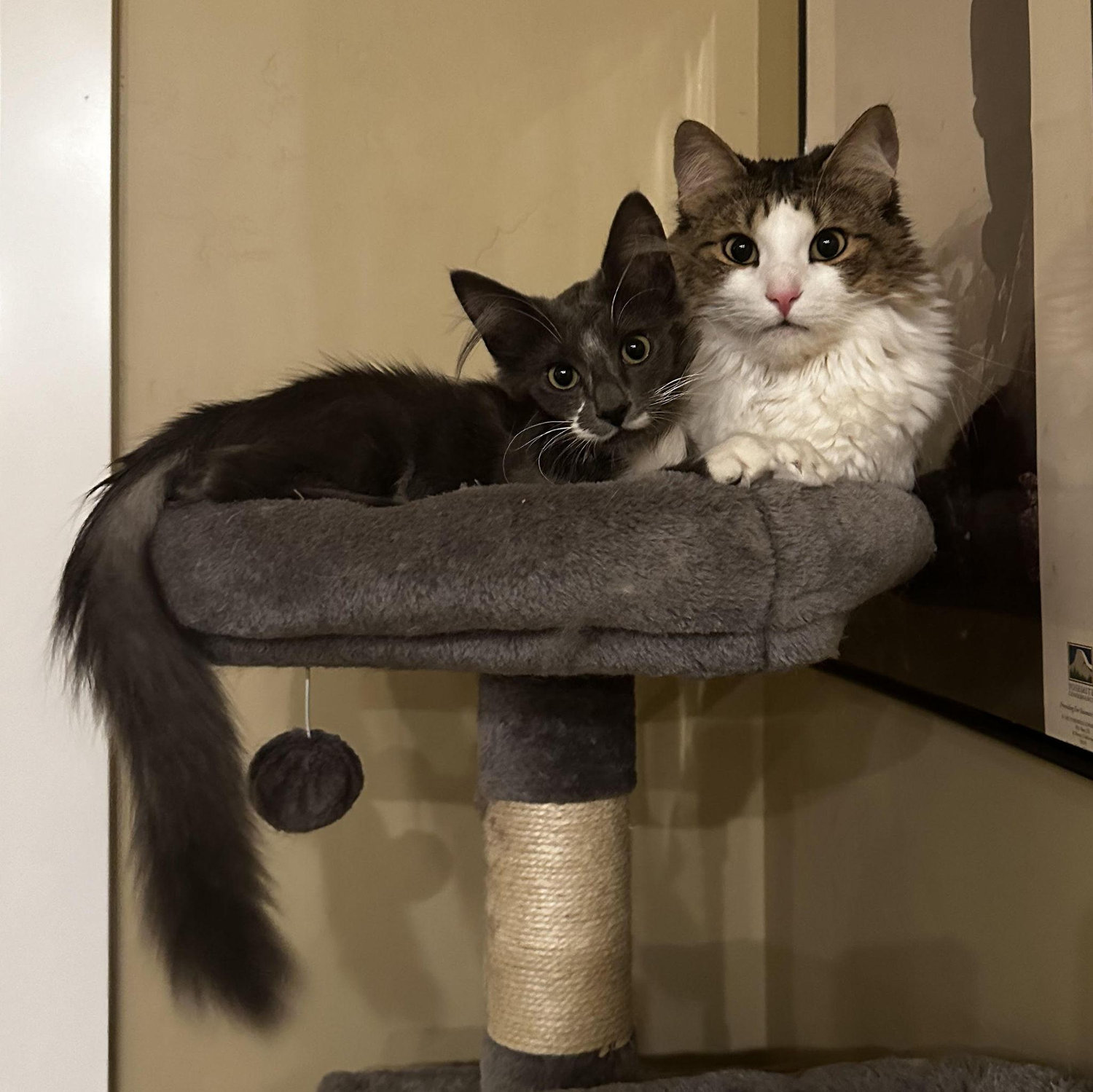 We adopted our first cat together, Ozzy. Dizzy is not so sure about her new brother.