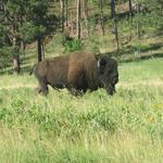 Custer State Park - Wildlife Loop Road Scenic Drive (Black Hills - Southern Region)