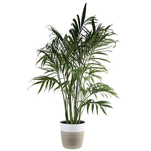 Costa Farms Cat Cataractarum Indoor Palm Tree Décor Planter, 3-Foot, White-Natural