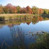 Black Pond Wildlife Management Area