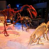 Florida Museum of Natural History