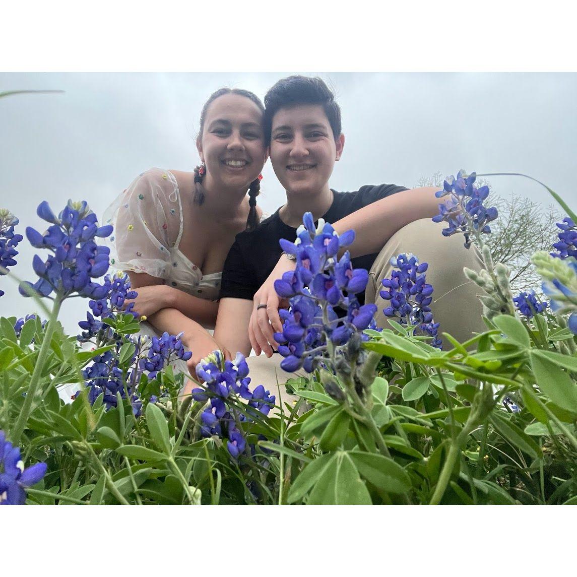 Bluebonnets in Houston