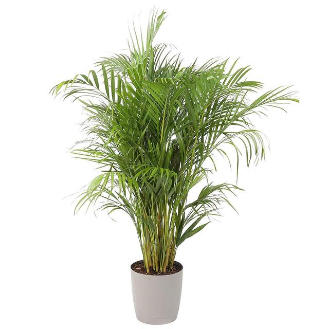 Costa Farms Areca Butterfly Palm Tree, Live Indoor Plant, 3 to 4-Feet Tall, Ships with Décor Planter, Fresh From Our Farm, Excellent Gift or Home Décor