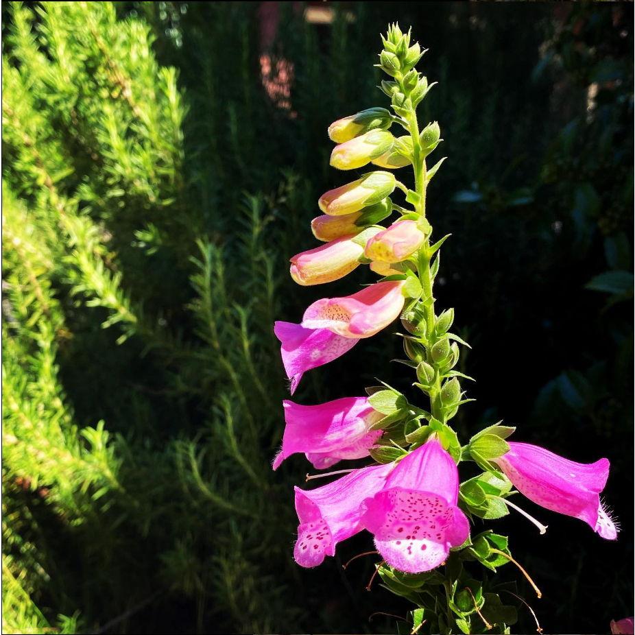 Foxglove. Digitalis purpurea. Contains a cardiac glycoside, Digoxin, with a narrow therapeutic index used in the treatment of heart failure. Also, lovely.