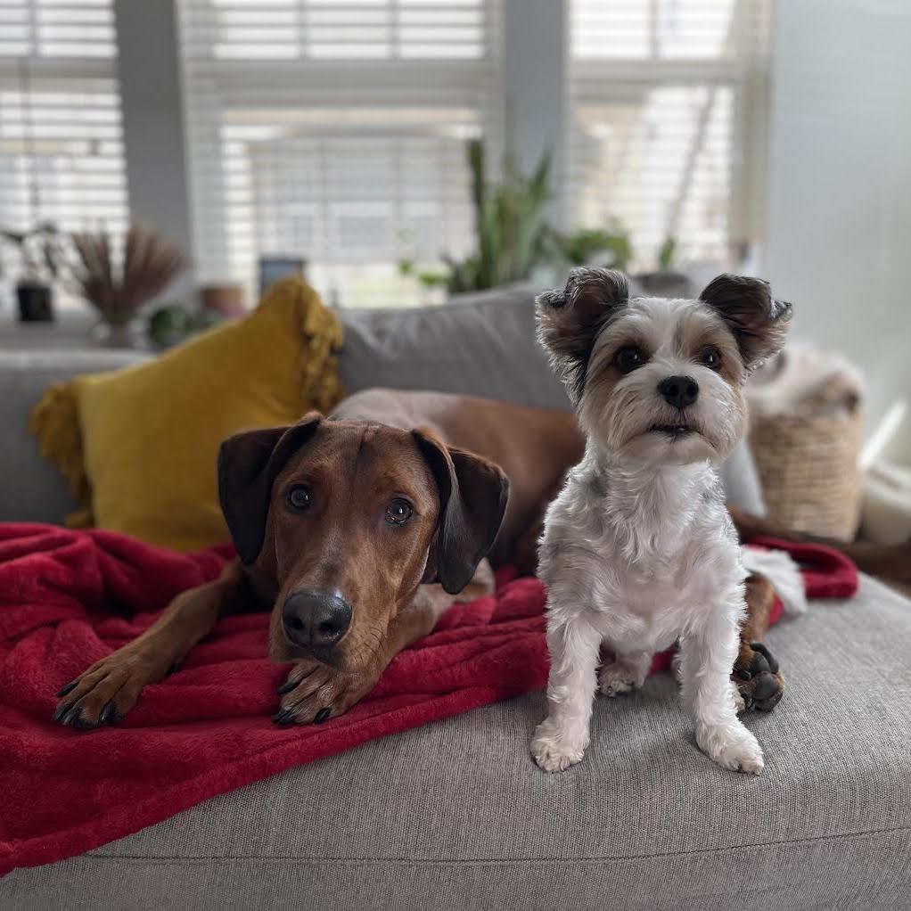 the dogs we love more than each other