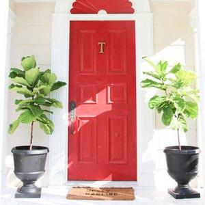 Fiddle Leaf Fig- The Most Popular Indoor Fig Tree- Tall, Live Indoor Fig Trees