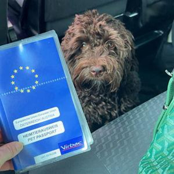 Yeti's Travel Fund