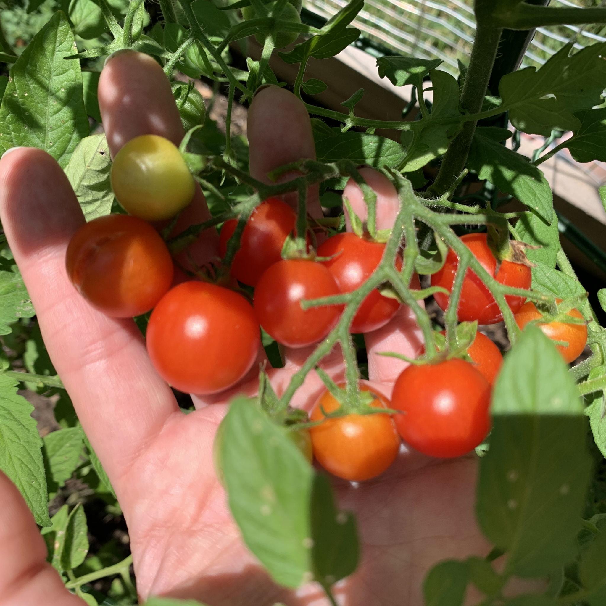 Decided I loved it! And have been gardening ever since.