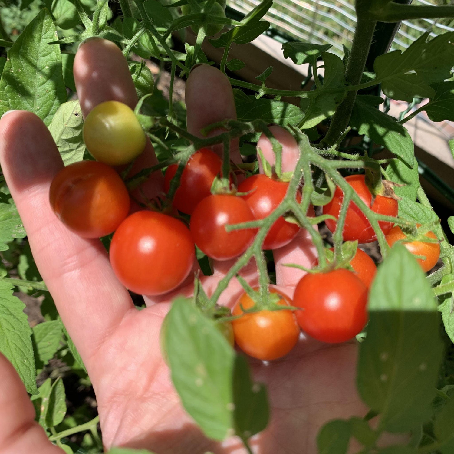 Decided I loved it! And have been gardening ever since.