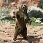 Bear Country USA