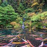 Stroll: Portland Japanese Garden