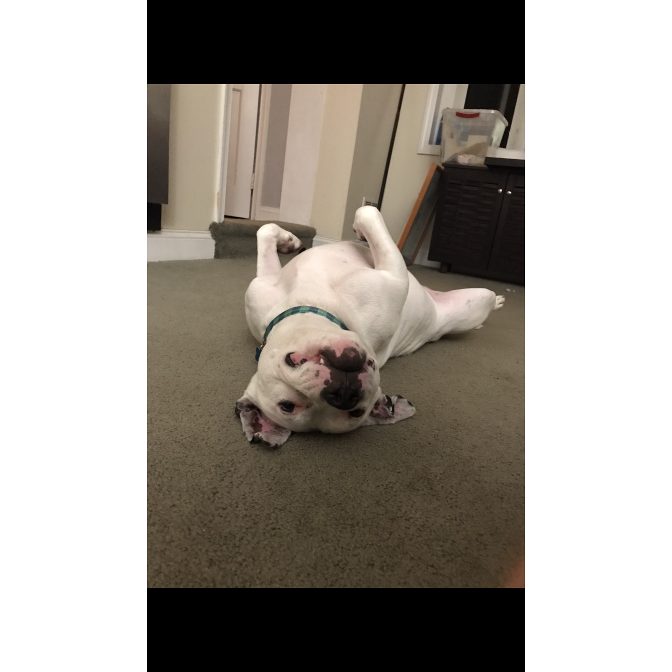 Papa's bubba loving life.