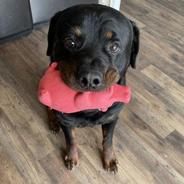 Our Pet Toy Fund