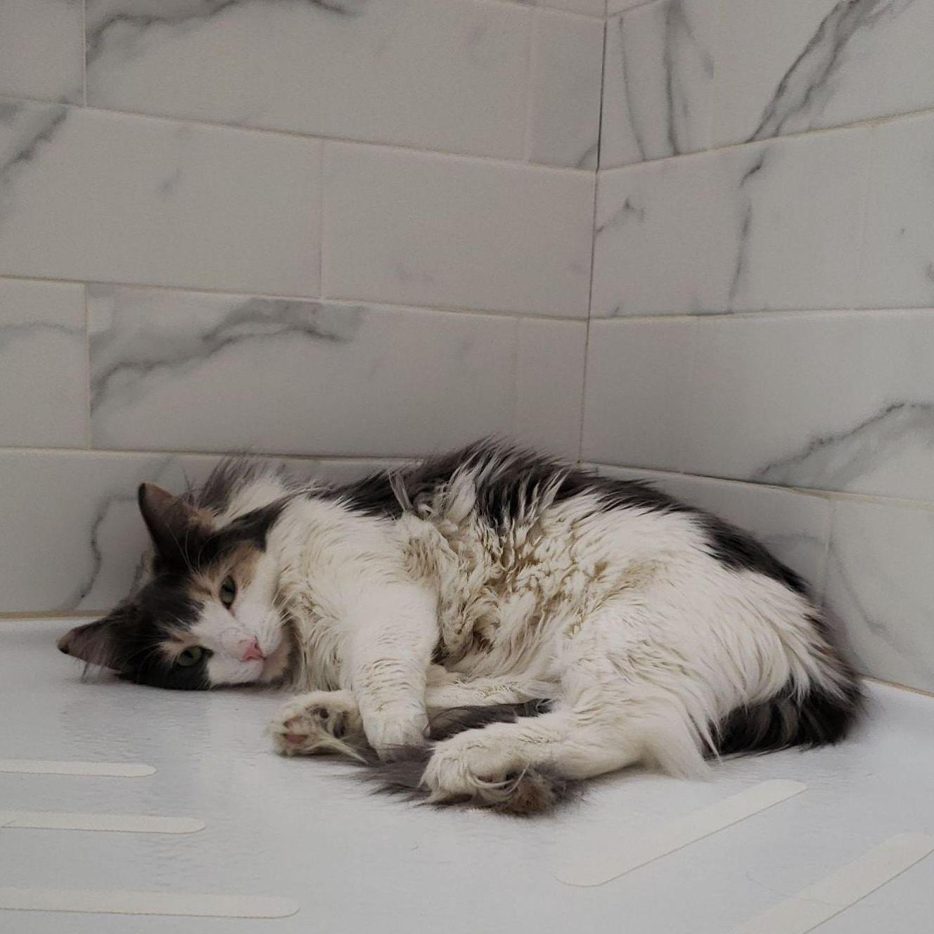 Layla's favorite place lately has been our shower. She will slide the glass door open all on her own and then hang out on floor for hours, or until Mango decides to join her.