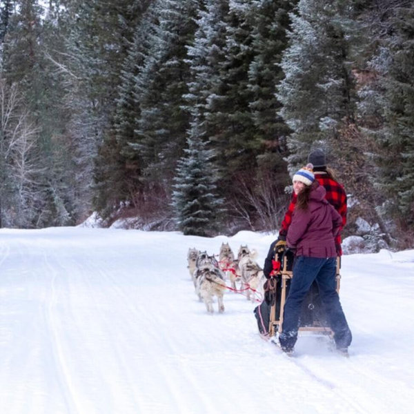 Honeymoon Activity - Dog Sledding
