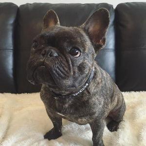 Our Frenchie Adoption Fund