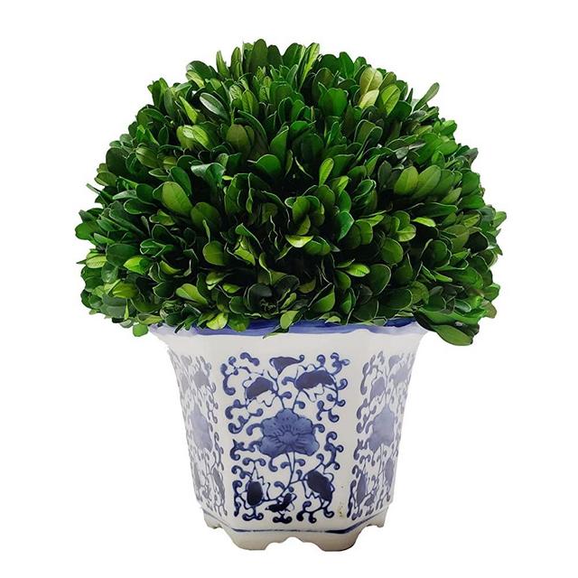 Galt International Preserved Natural Boxwood in Ceramic Pot - Plant and Table Centerpiece - Stunning Greenery and Plant Decor for Home - Blue & White - 9.5” Tall