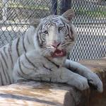 Cat Tales Zoological Park