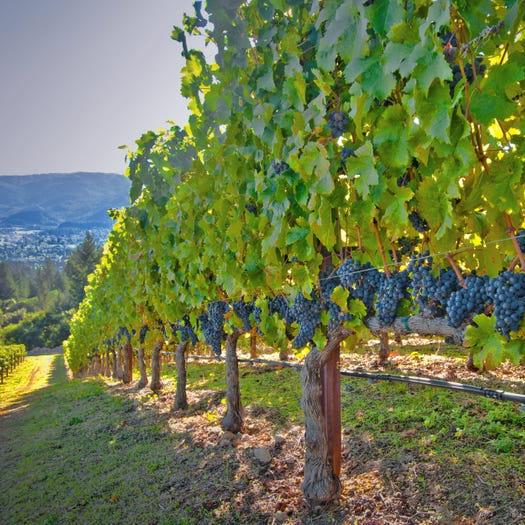 Vinyard Tour at Leclerc Briant