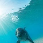 Playtime with Dolphins & Aquaventure