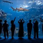 The Florida Aquarium