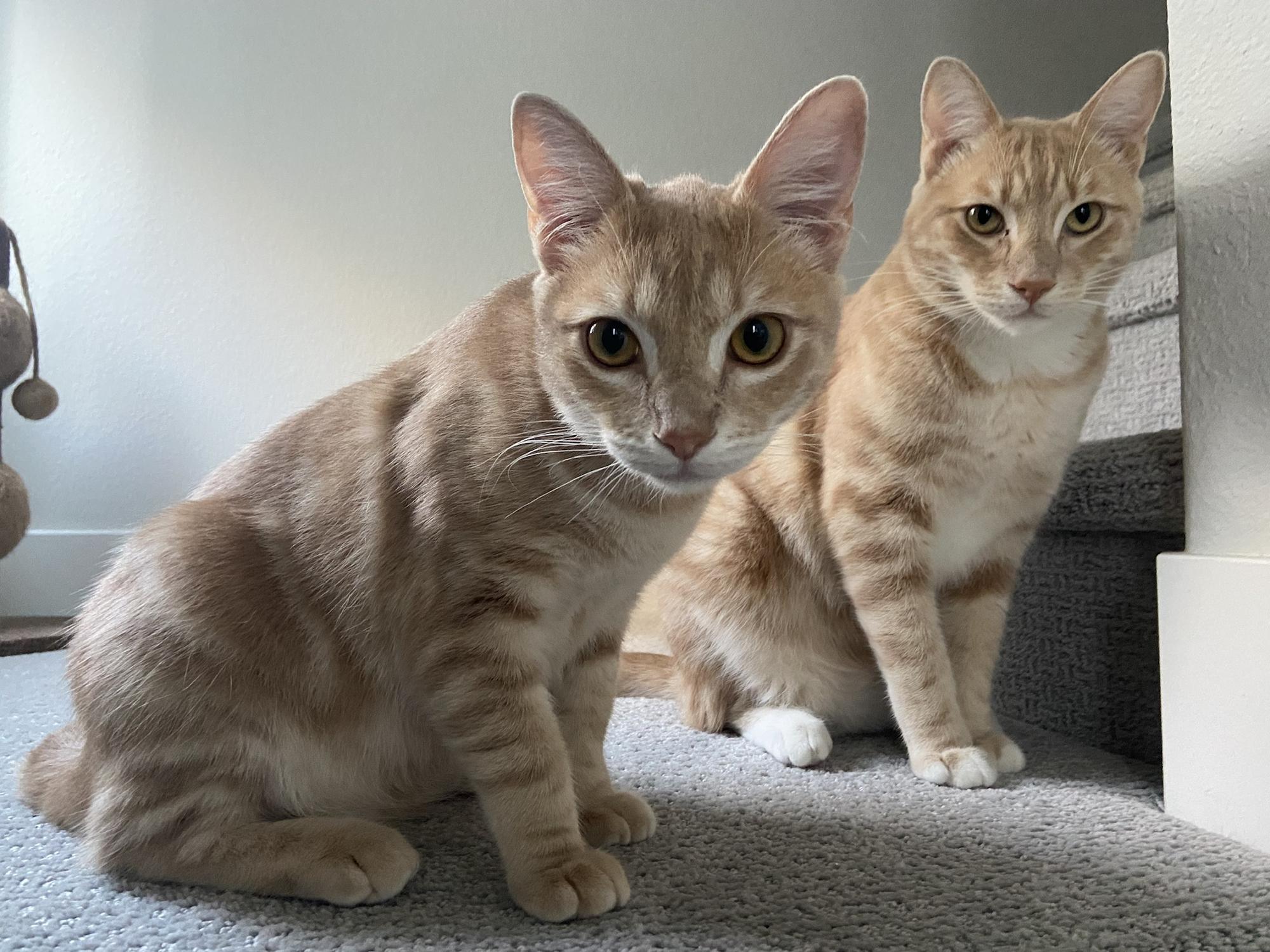 Our fur babies - Banchan on the left and Julien Guillame on the right.