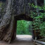 Tuolumne Meadows And Giant Sequoias