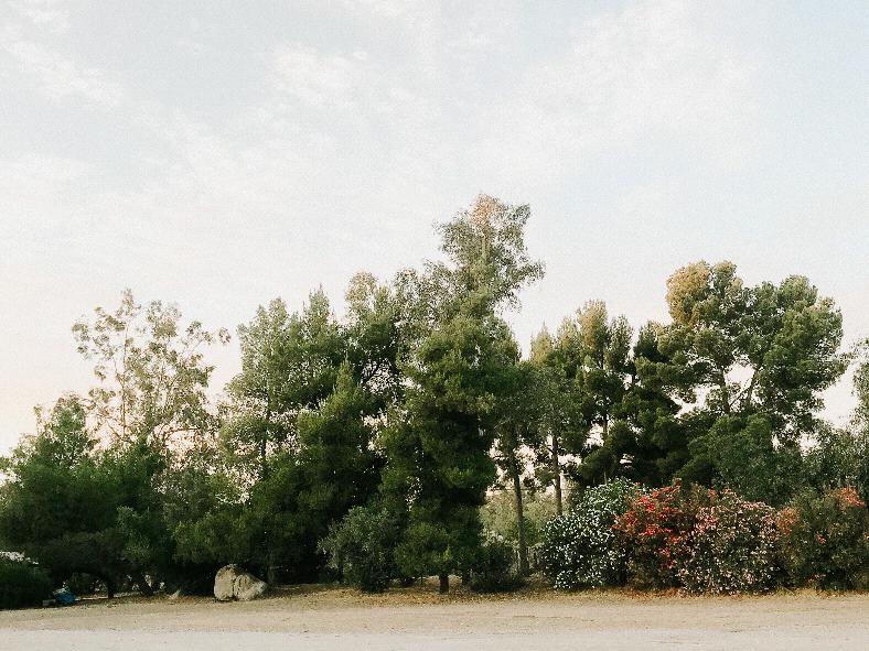 The Wedding Website of Alyssa Zapata and Jonah Parker