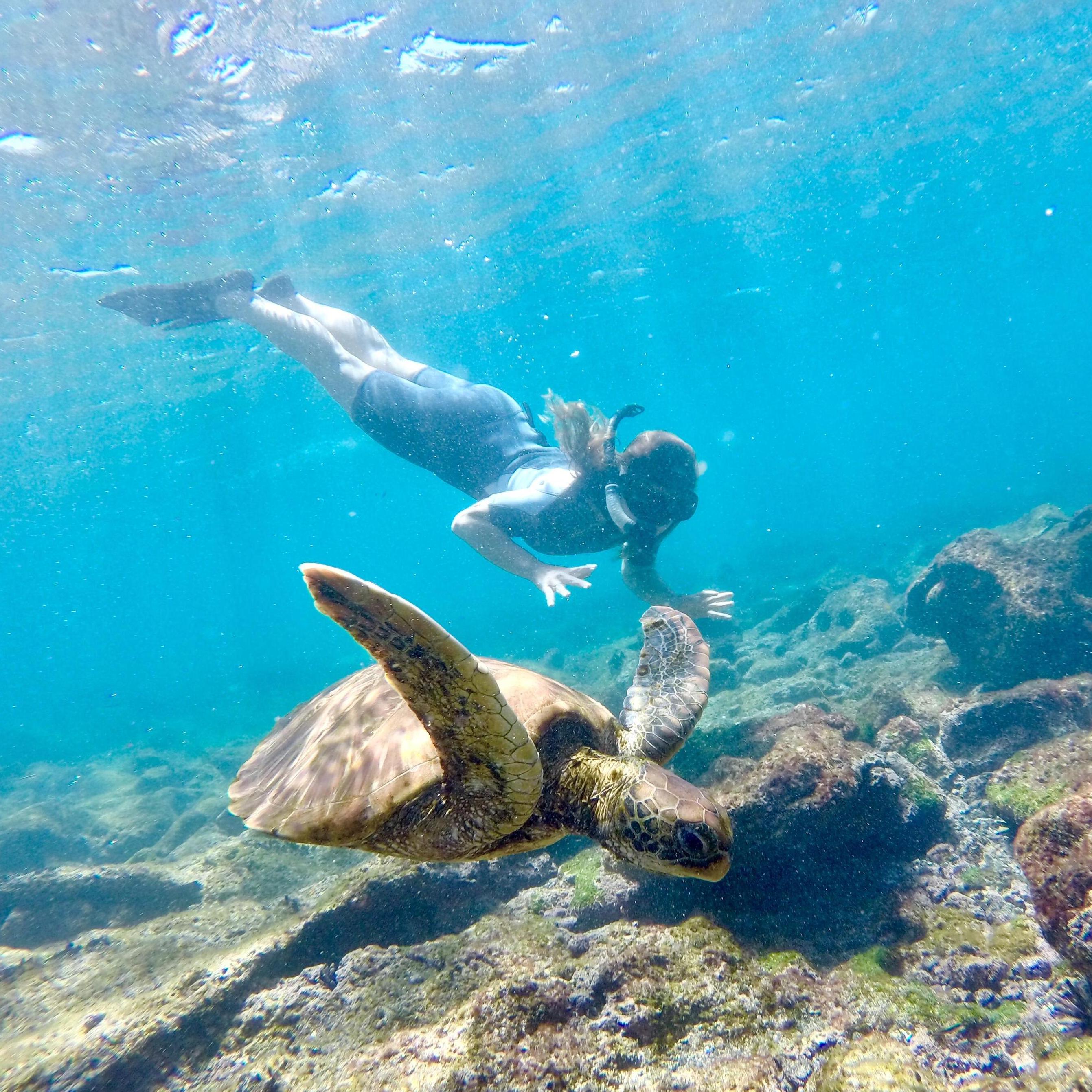 When we went snorkeling in the Galapagos tried to make a turtle friend