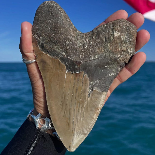 Megalodon Shark Tooth Dive