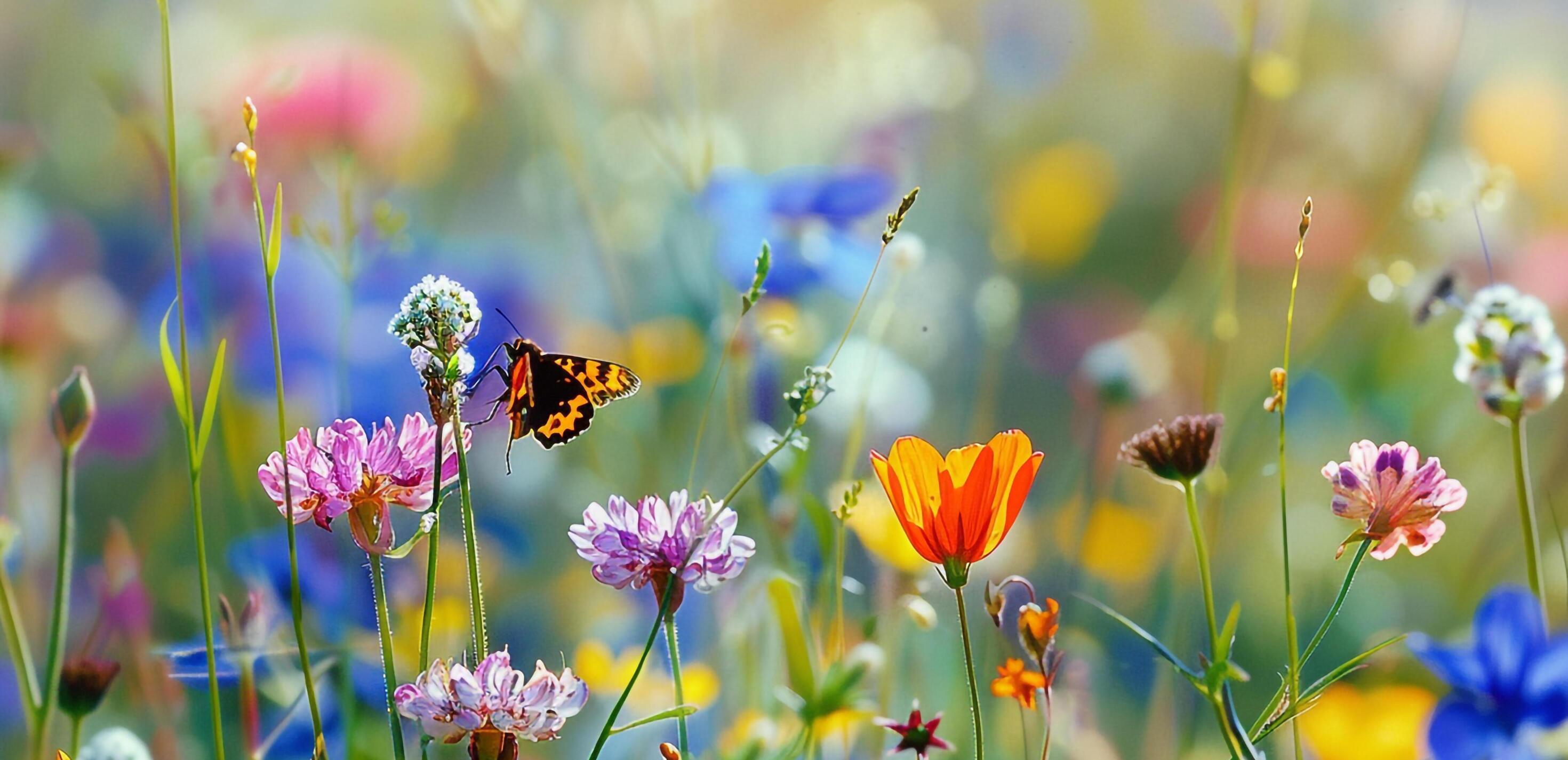 The Wedding Website of Alexis Qualls and Aaron Philo