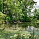 Scio Woods Preserve