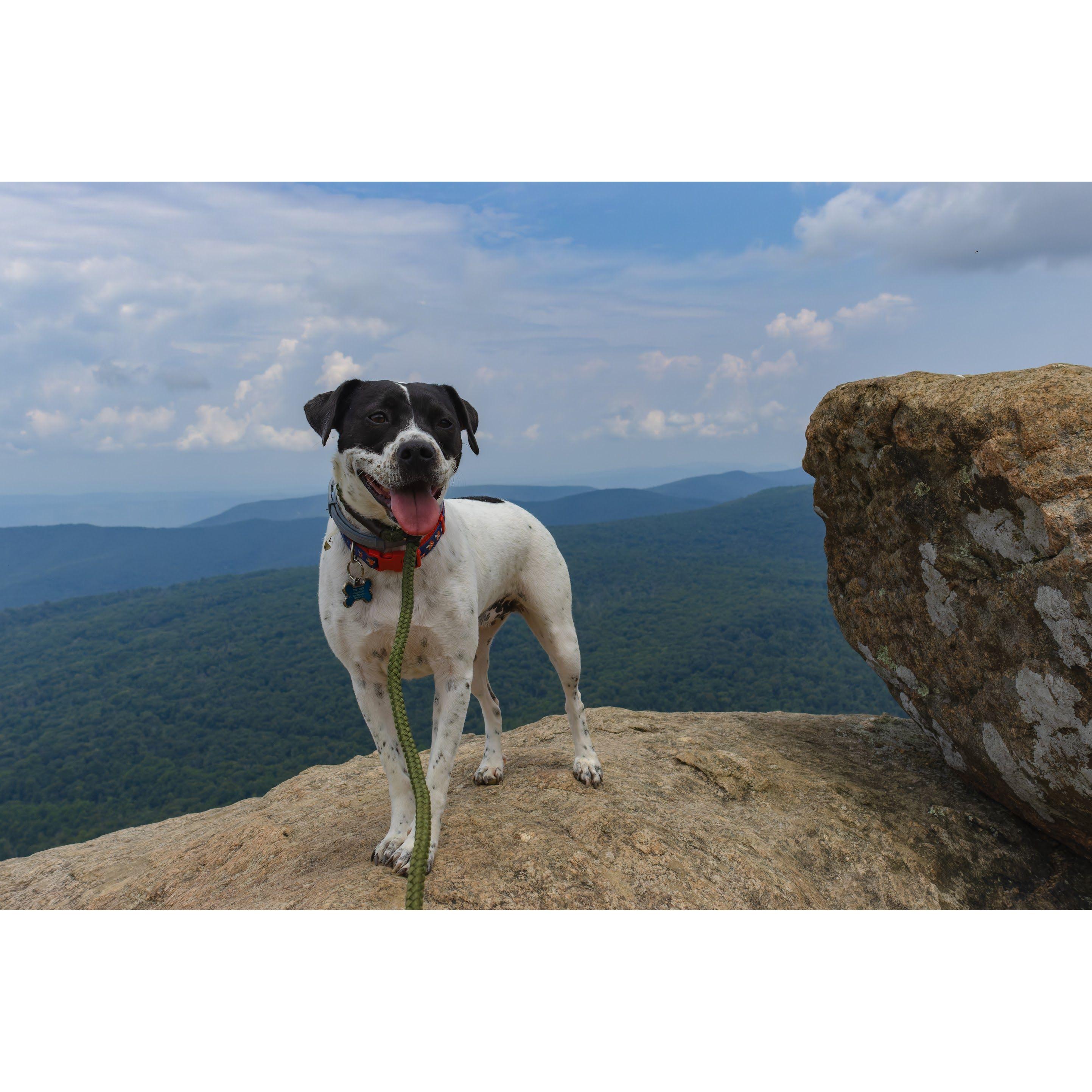 Nugget posing at the top of Mary's Rock!