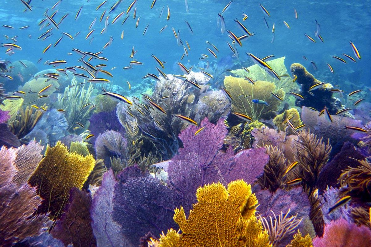 The Wedding Website of Ivana Madarac and Darijo Lehrmajer