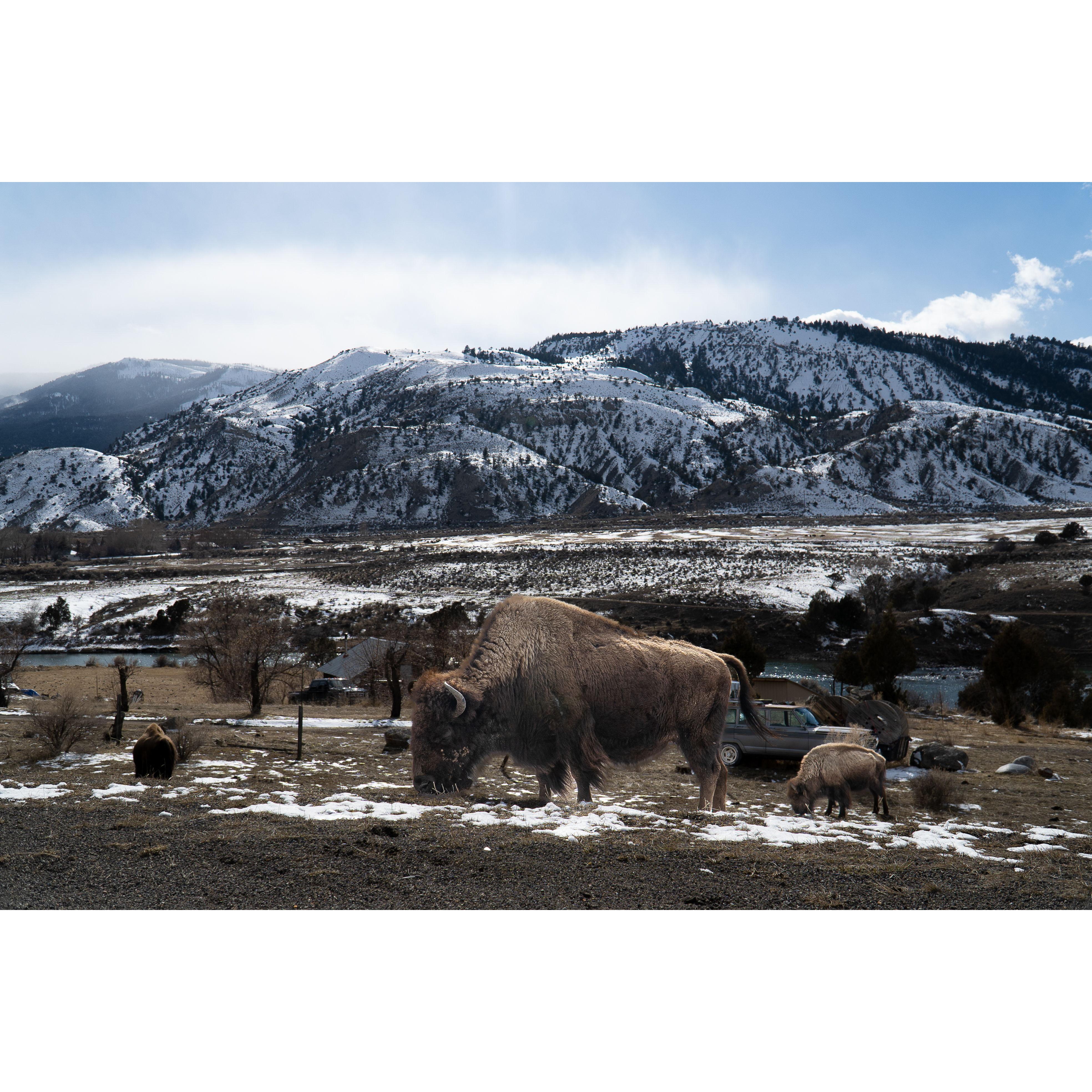 Buffalo along the Yellowstone River