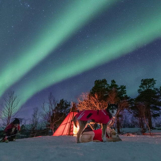 Northern Lights Husky Hunt in Kiruna