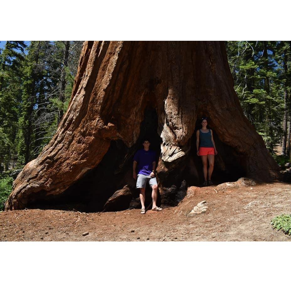 Visiting the Sequoia Trees